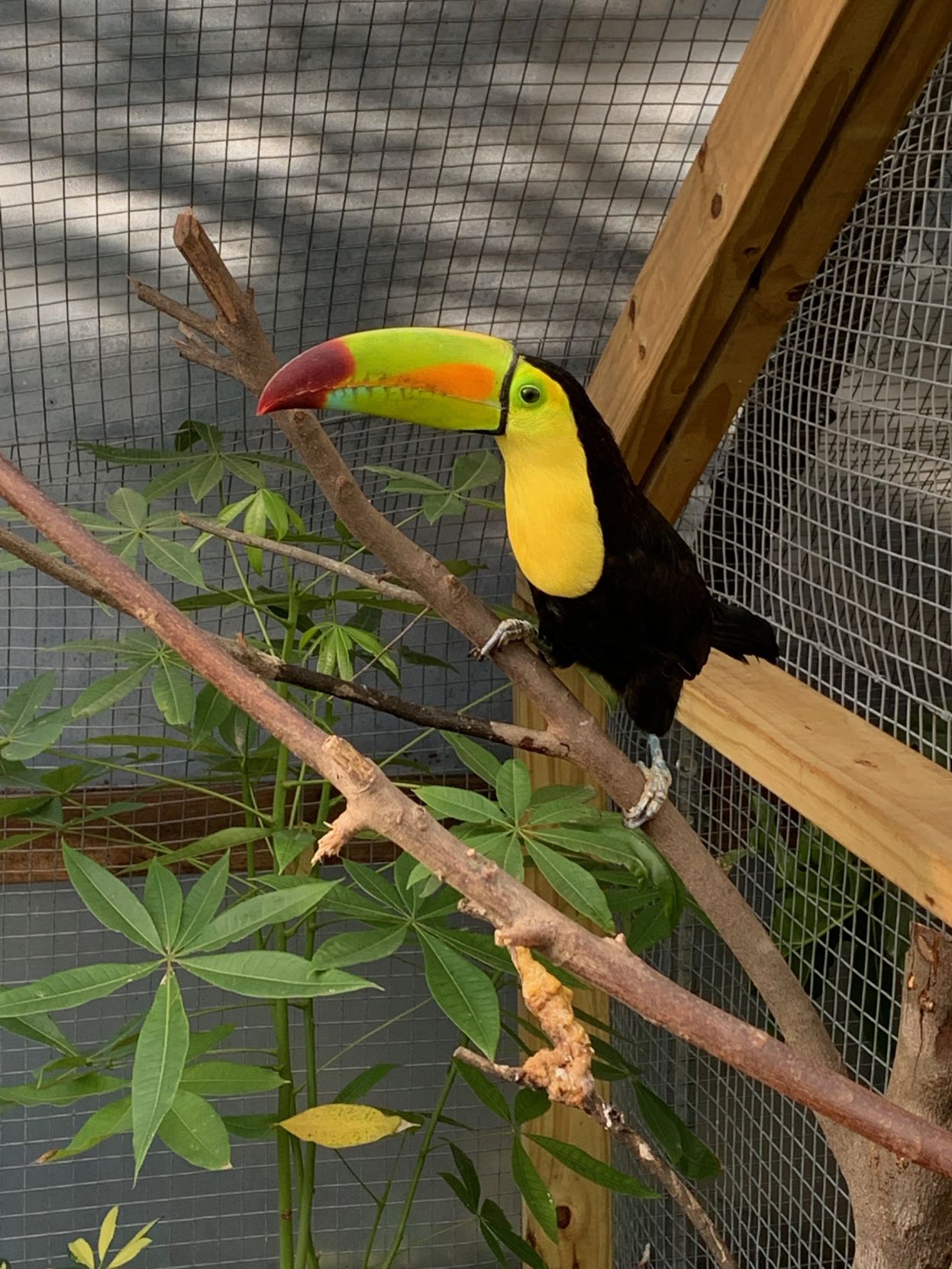 Toucan